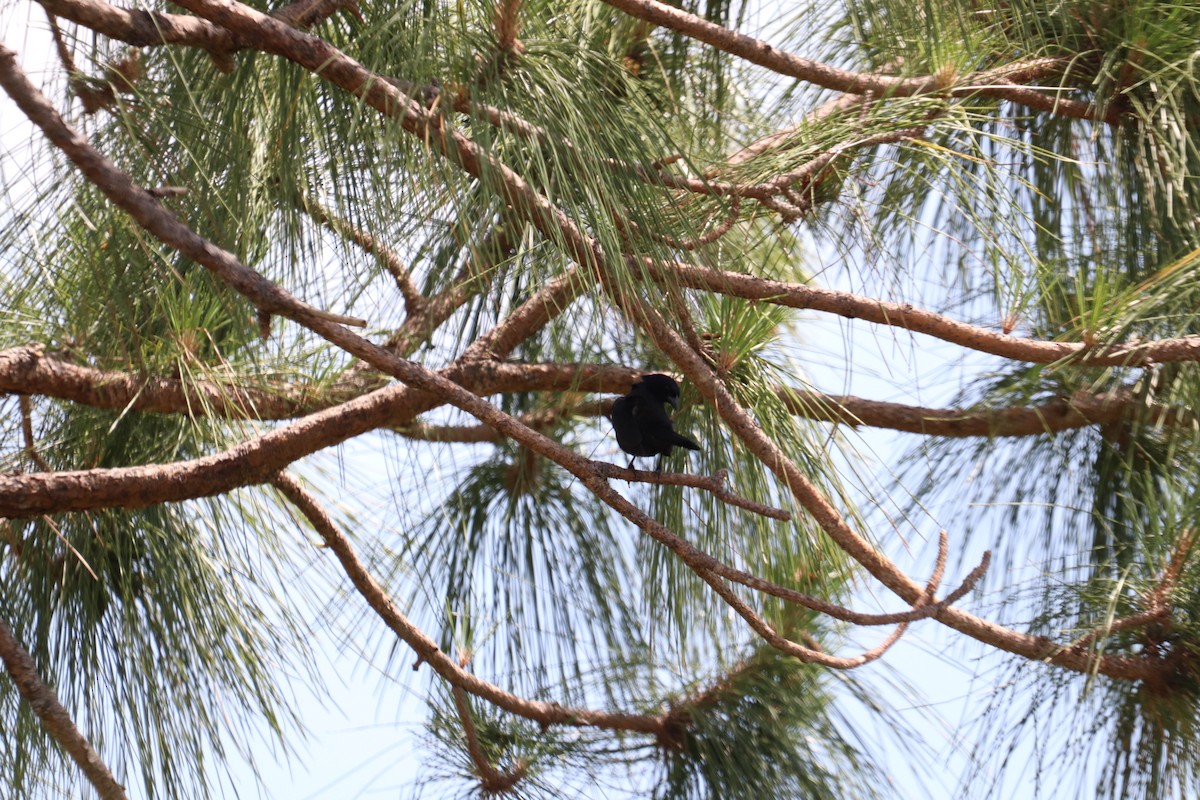 Shiny Cowbird - Ken Thayer