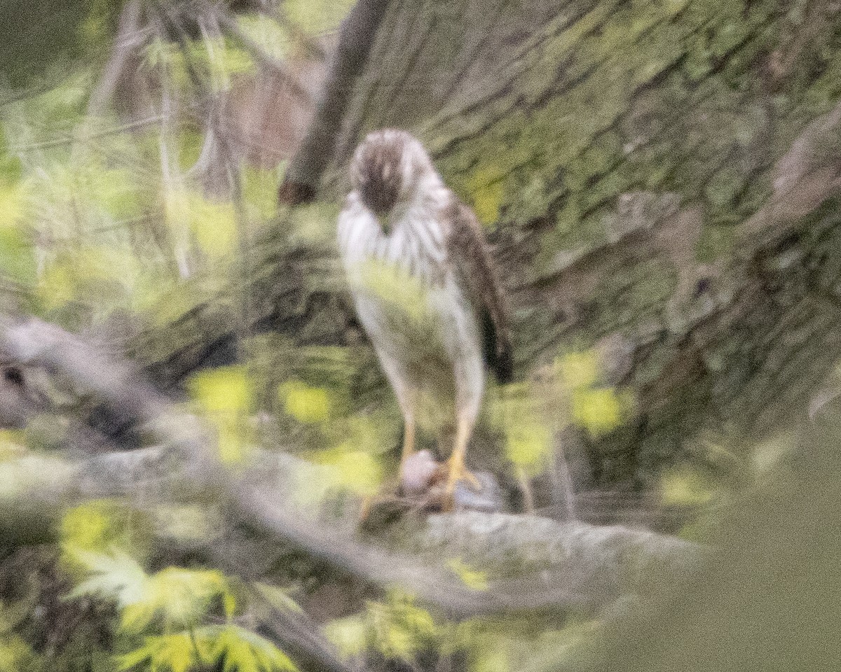 Cooper's Hawk - Stephen Hager