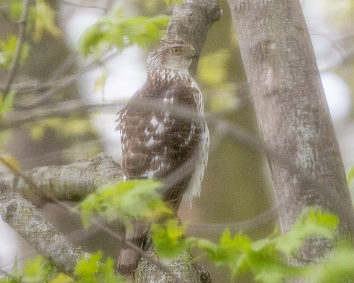 Cooper's Hawk - Stephen Hager