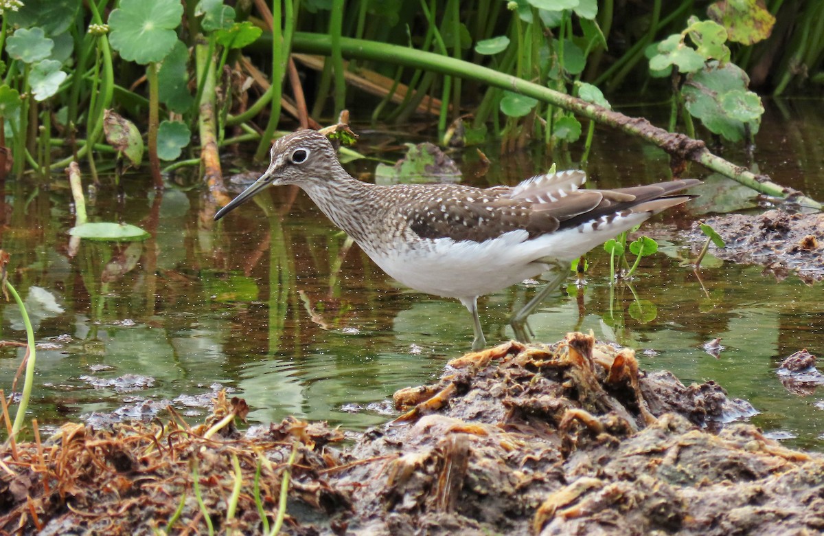 Solitary Sandpiper - Susan Young