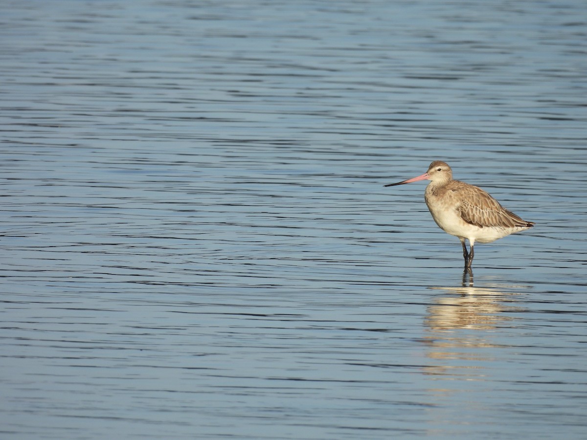 Bar-tailed Godwit - ML618143392