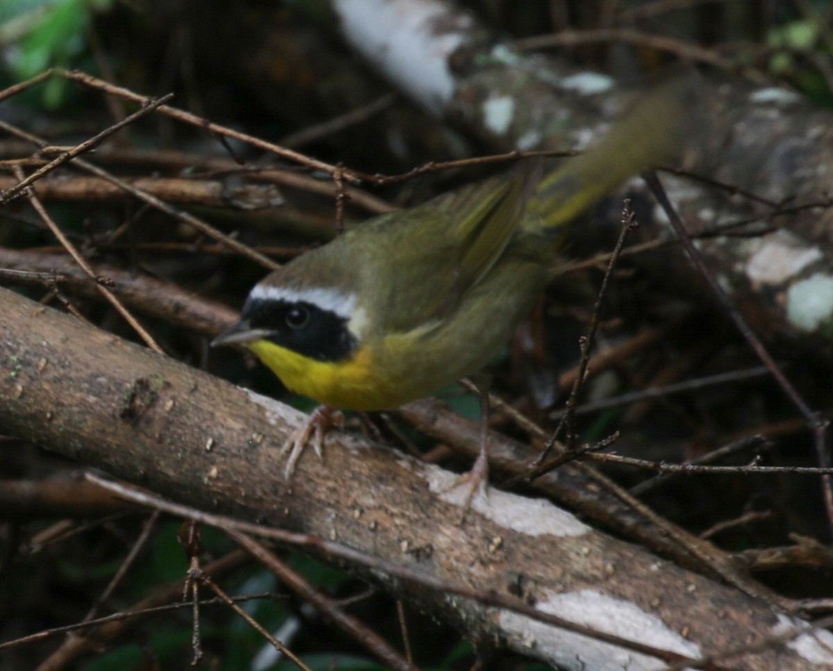 Common Yellowthroat - ML618143400