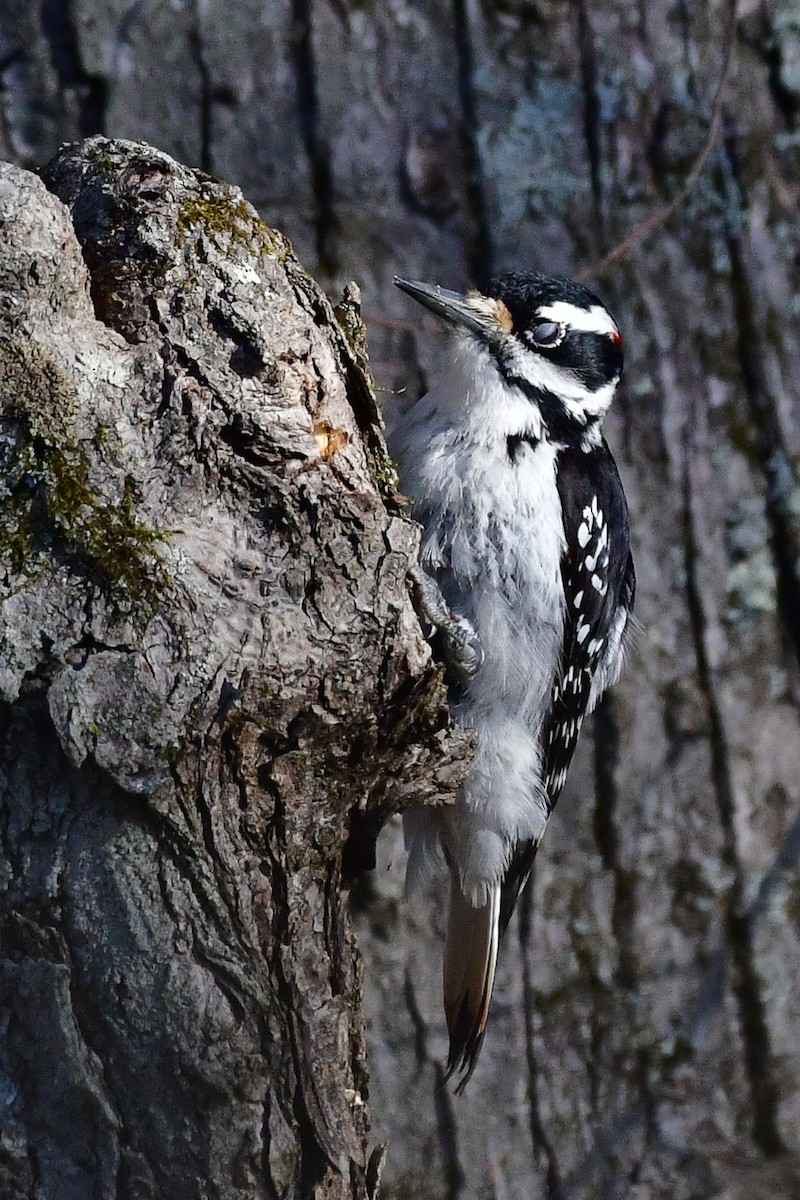 Downy Woodpecker - Cristine Van Dyke