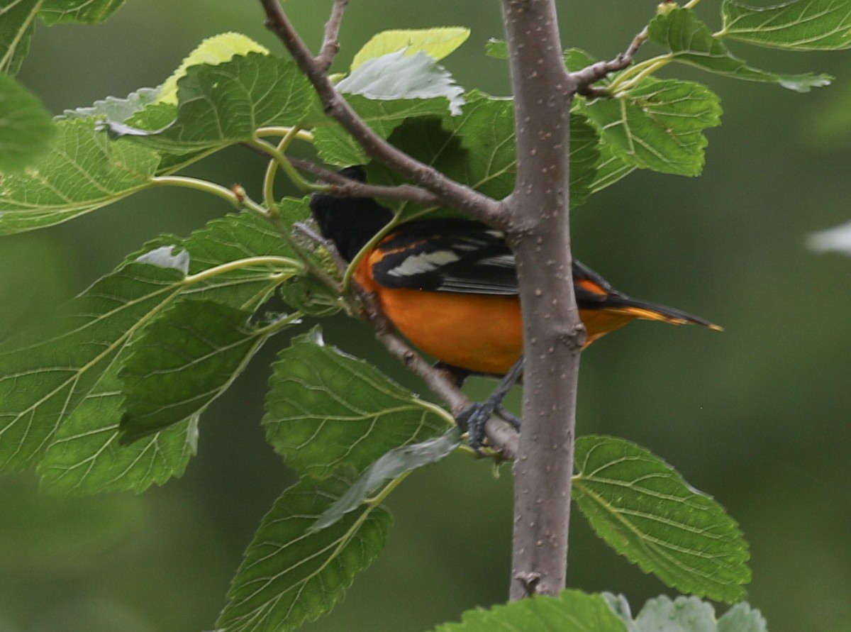 Baltimore Oriole - Mark Wilson