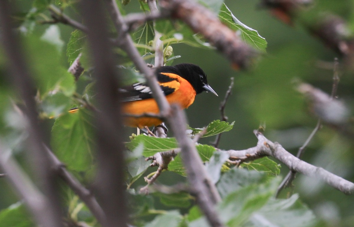 Baltimore Oriole - ML618143413