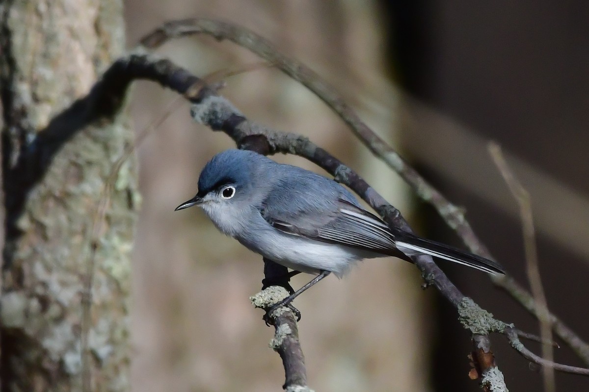 Blue-gray Gnatcatcher - Cristine Van Dyke