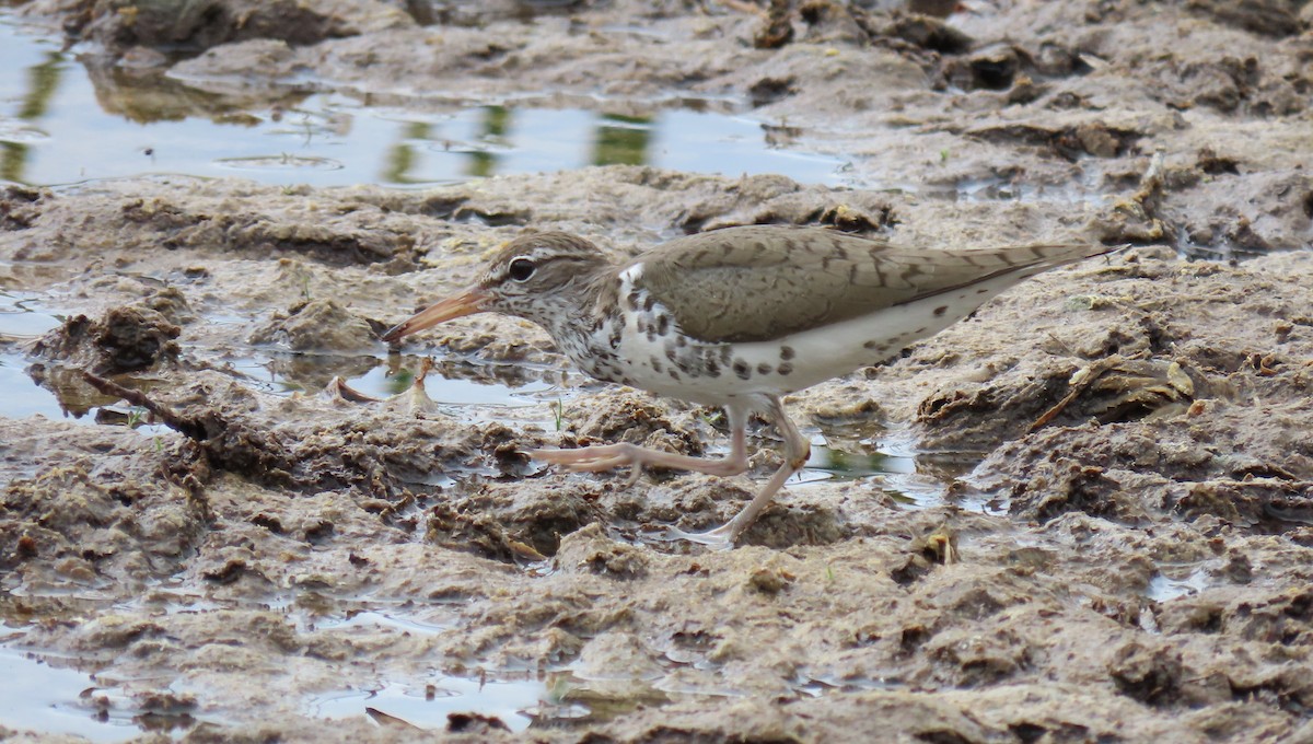 Spotted Sandpiper - Susan Young