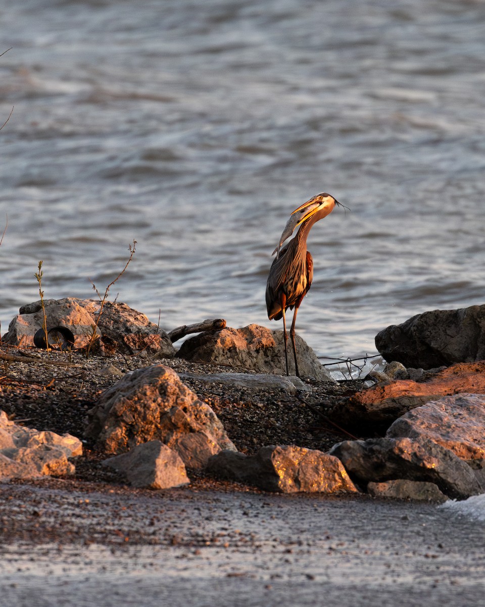 Great Blue Heron - Jamie Wert