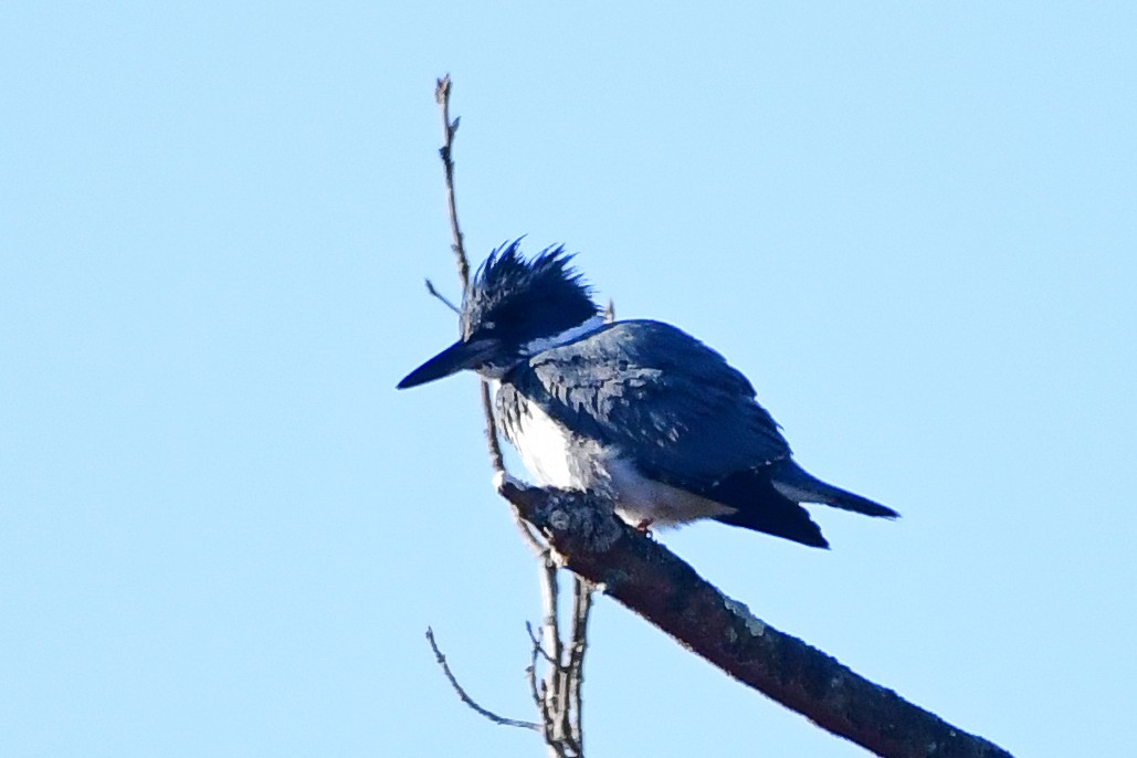 Belted Kingfisher - Cristine Van Dyke