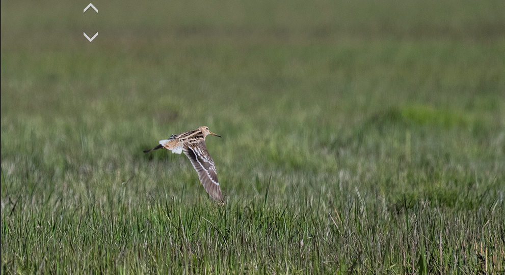 Great Snipe - ML618143439