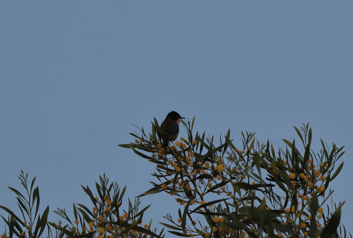 Sardinian Warbler - ML618143446