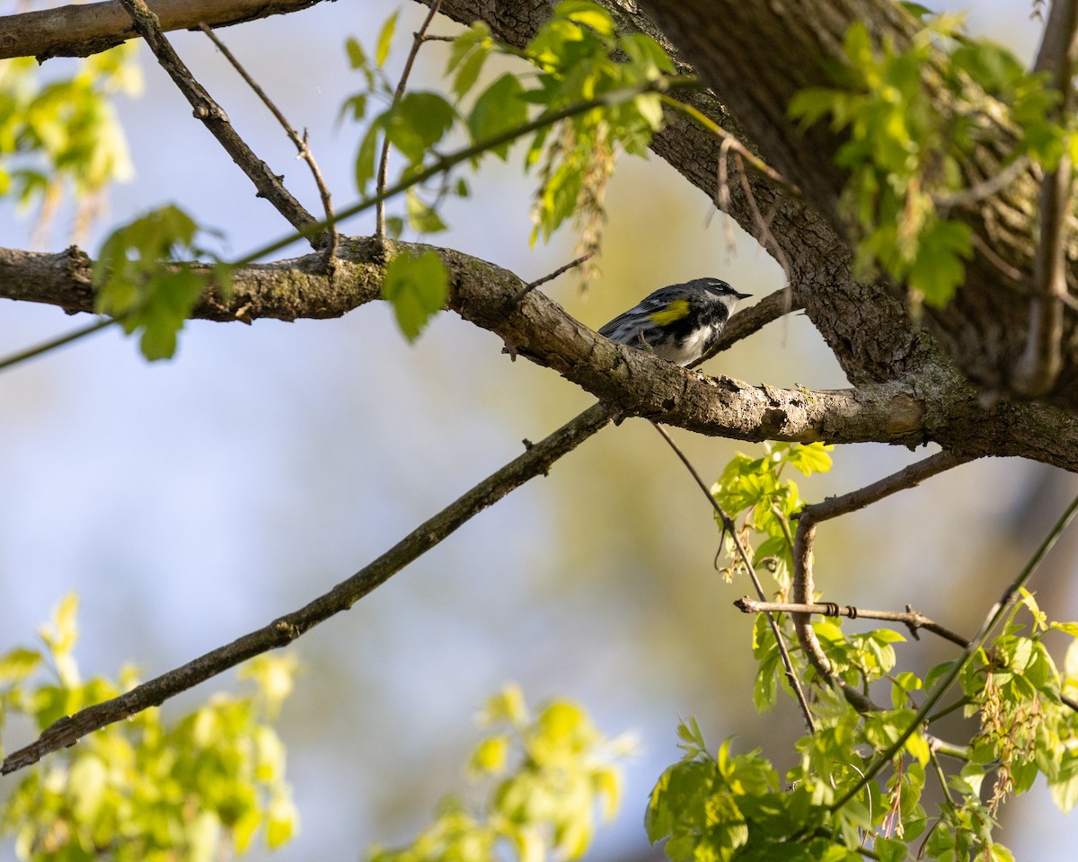 Yellow-rumped Warbler (Myrtle) - Jamie Wert