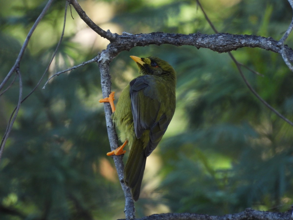 Bell Miner - Chanith Wijeratne