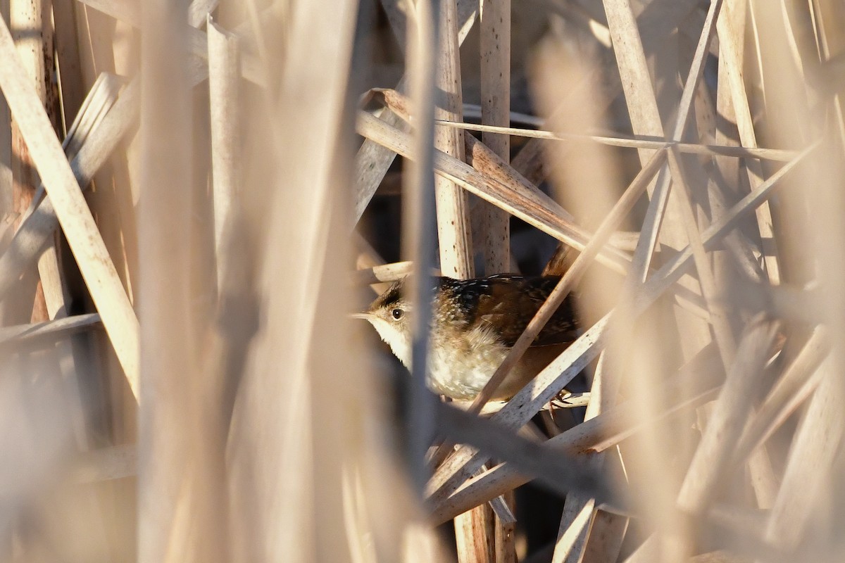 Marsh Wren - Cristine Van Dyke