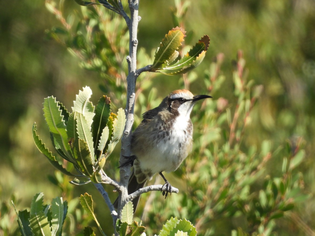 Tawny-crowned Honeyeater - Chanith Wijeratne