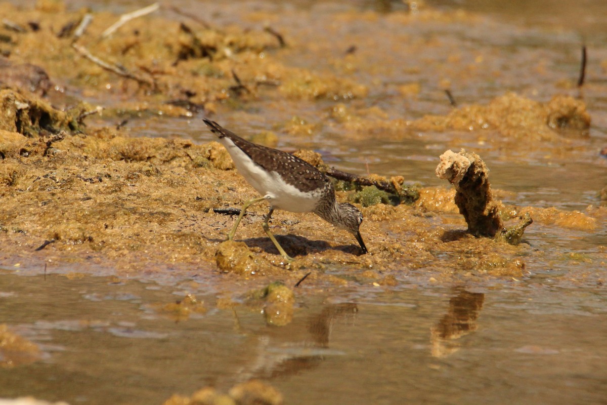 Solitary Sandpiper - Anonymous