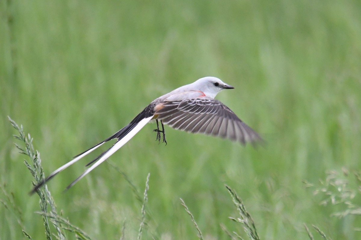 Scissor-tailed Flycatcher - Colin Dillingham