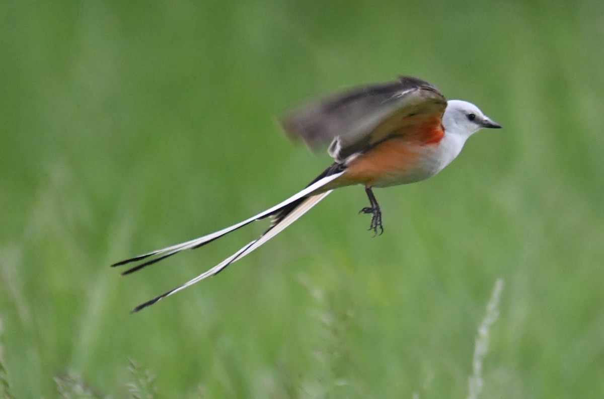 Scissor-tailed Flycatcher - Colin Dillingham