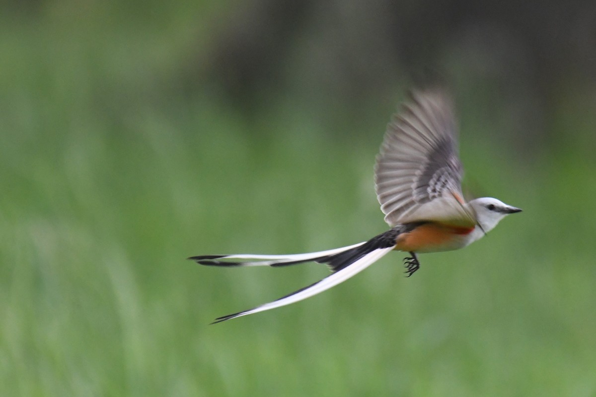 Scissor-tailed Flycatcher - Colin Dillingham