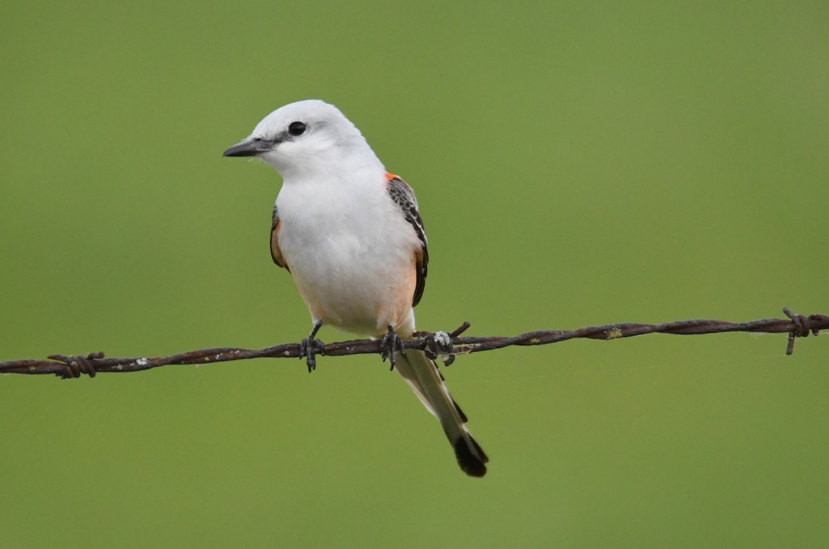 Scissor-tailed Flycatcher - Colin Dillingham