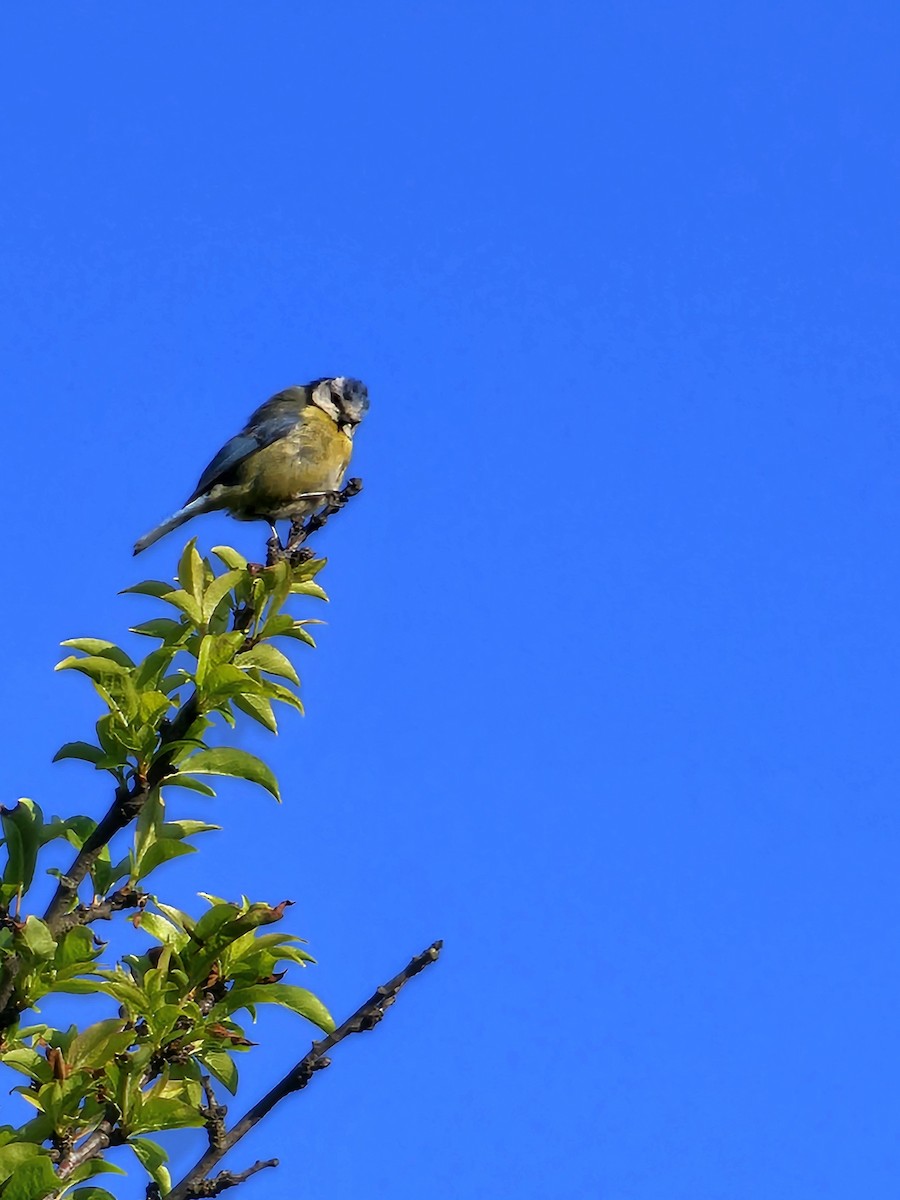 Eurasian Blue Tit - Joao Faustino