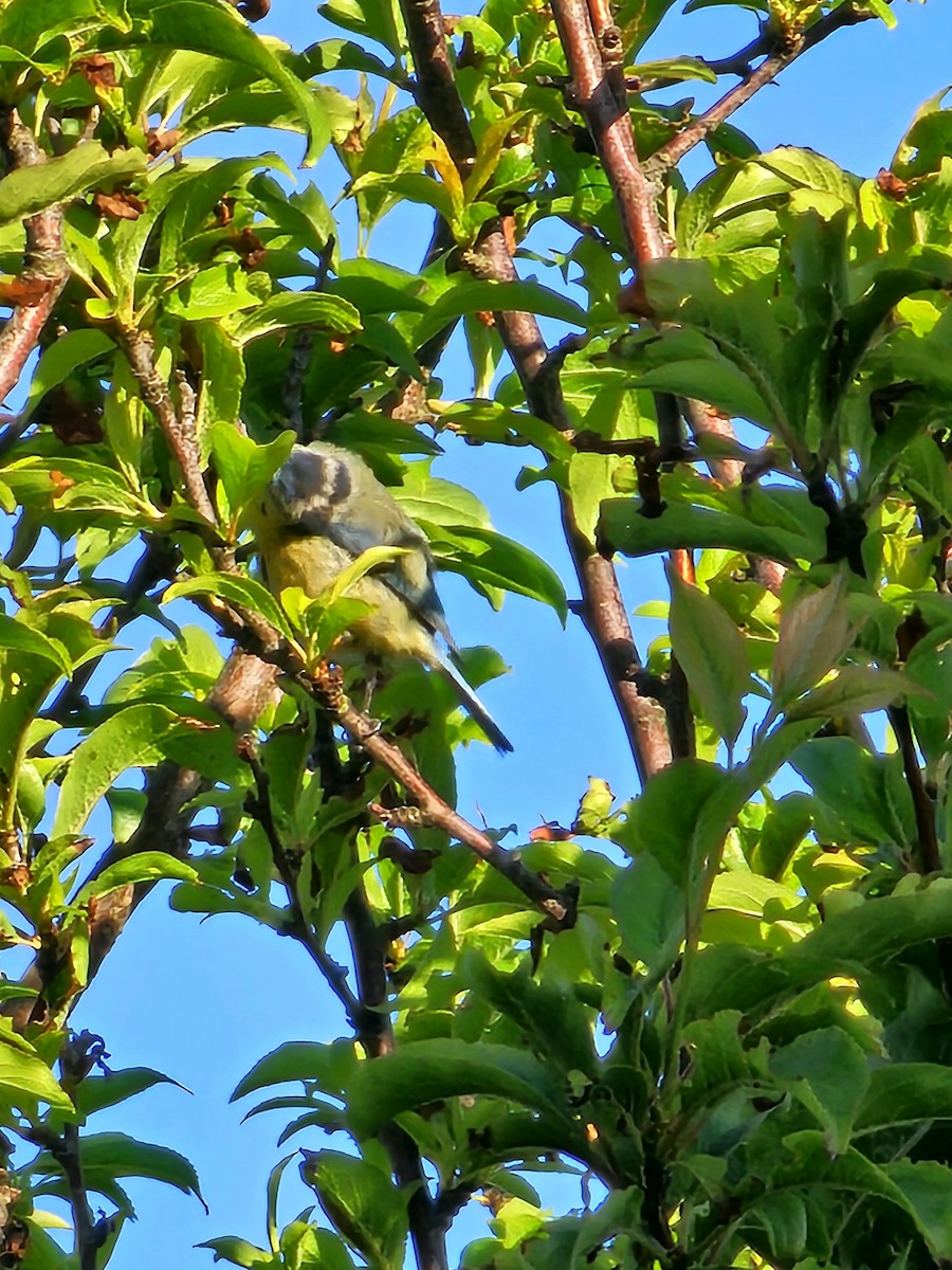 Eurasian Blue Tit - Joao Faustino