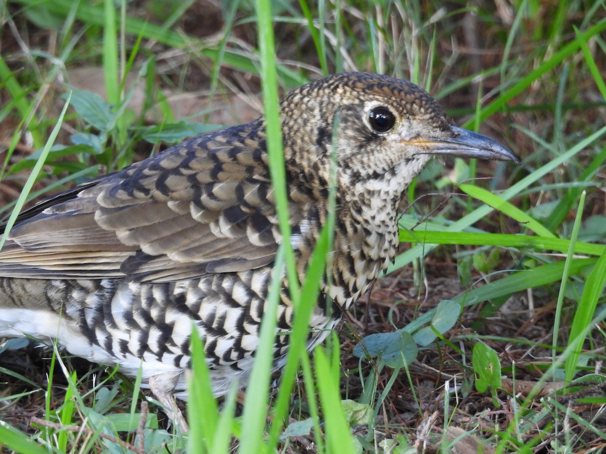 Bassian Thrush - ML618143516