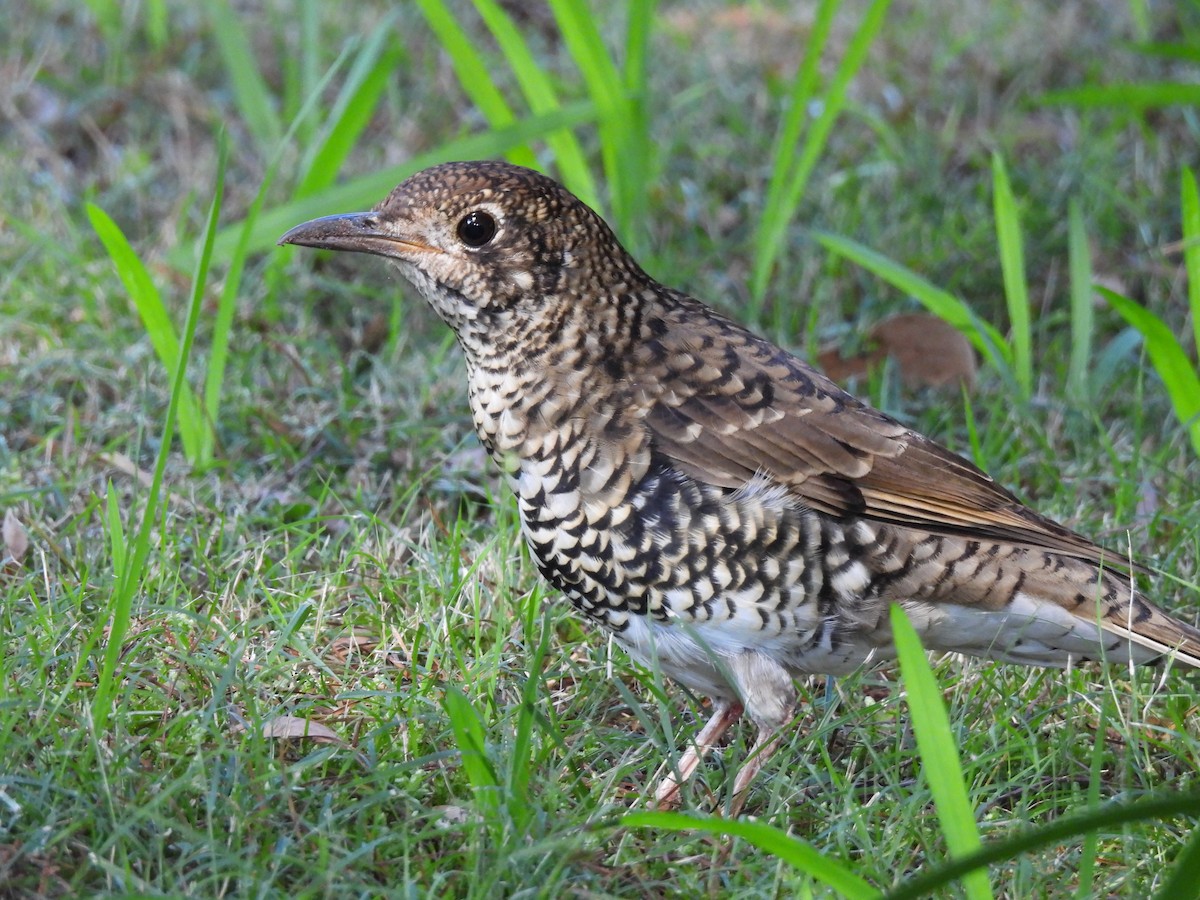 Bassian Thrush - Chanith Wijeratne