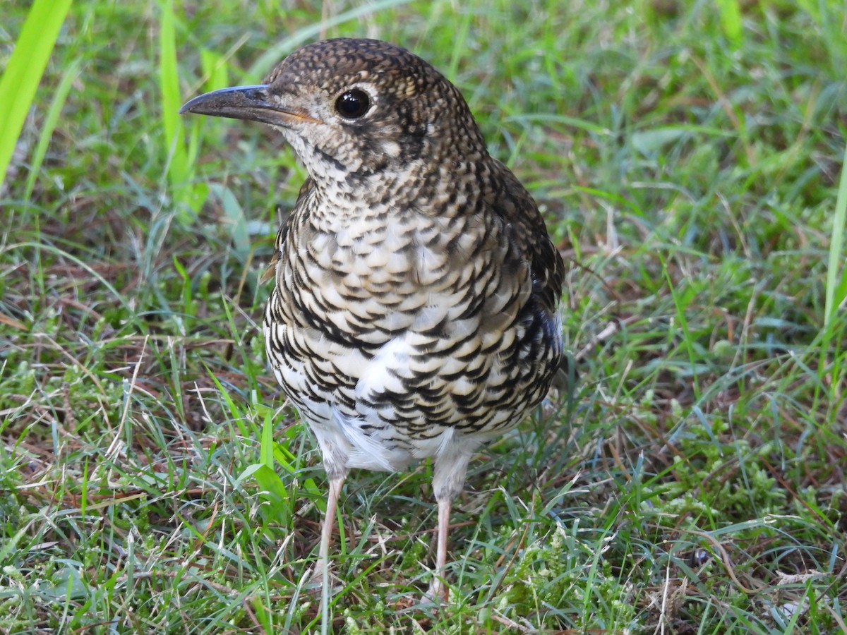 Bassian Thrush - Chanith Wijeratne