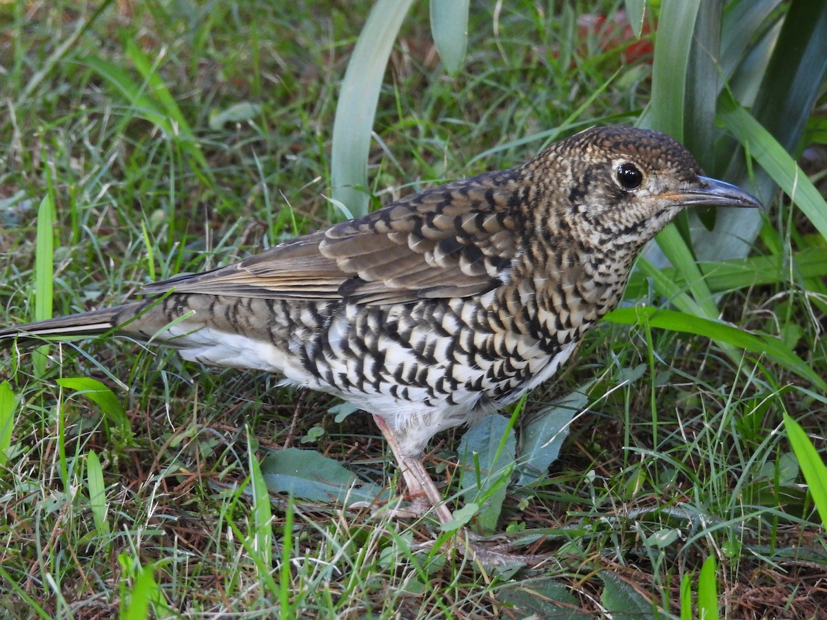 Bassian Thrush - Chanith Wijeratne