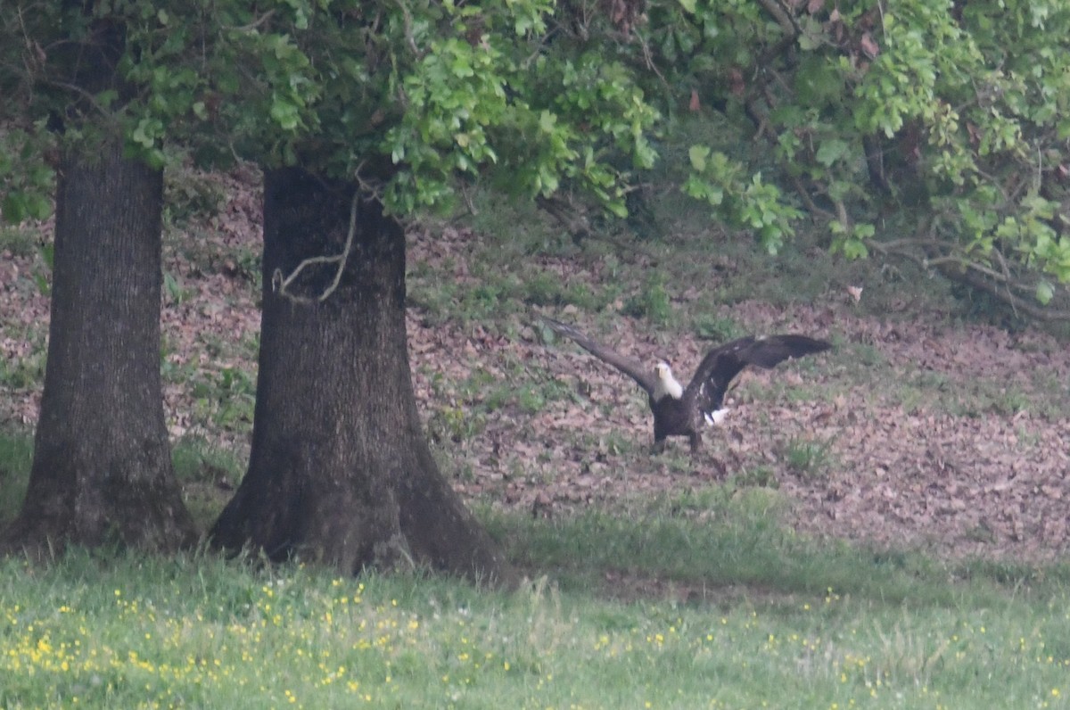 Bald Eagle - Colin Dillingham