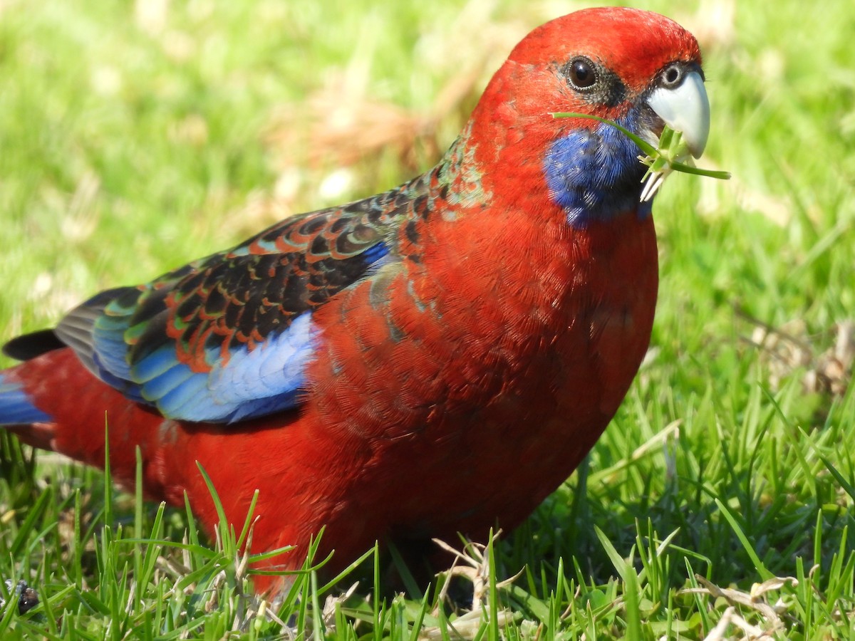 Crimson Rosella - Chanith Wijeratne