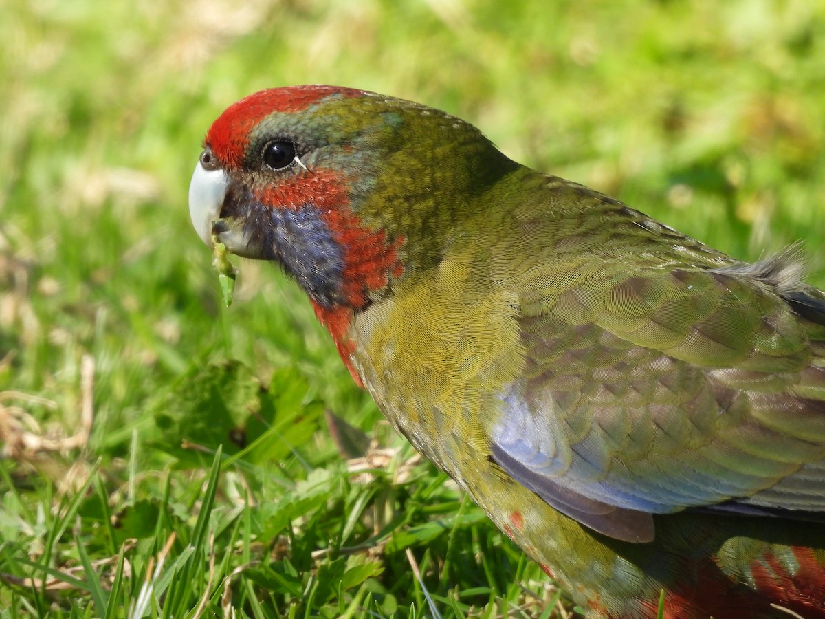 Crimson Rosella - Chanith Wijeratne