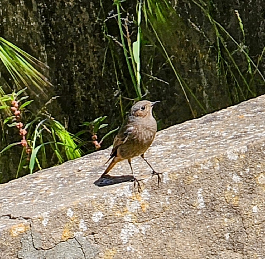 Black Redstart - Joao Faustino