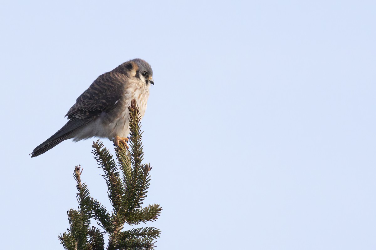 American Kestrel - Maurice Pitre