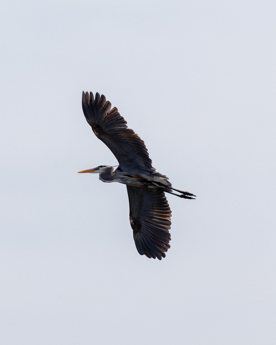 Great Blue Heron - Jamie Wert