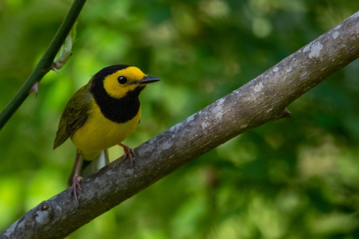 Hooded Warbler - Silas Powell