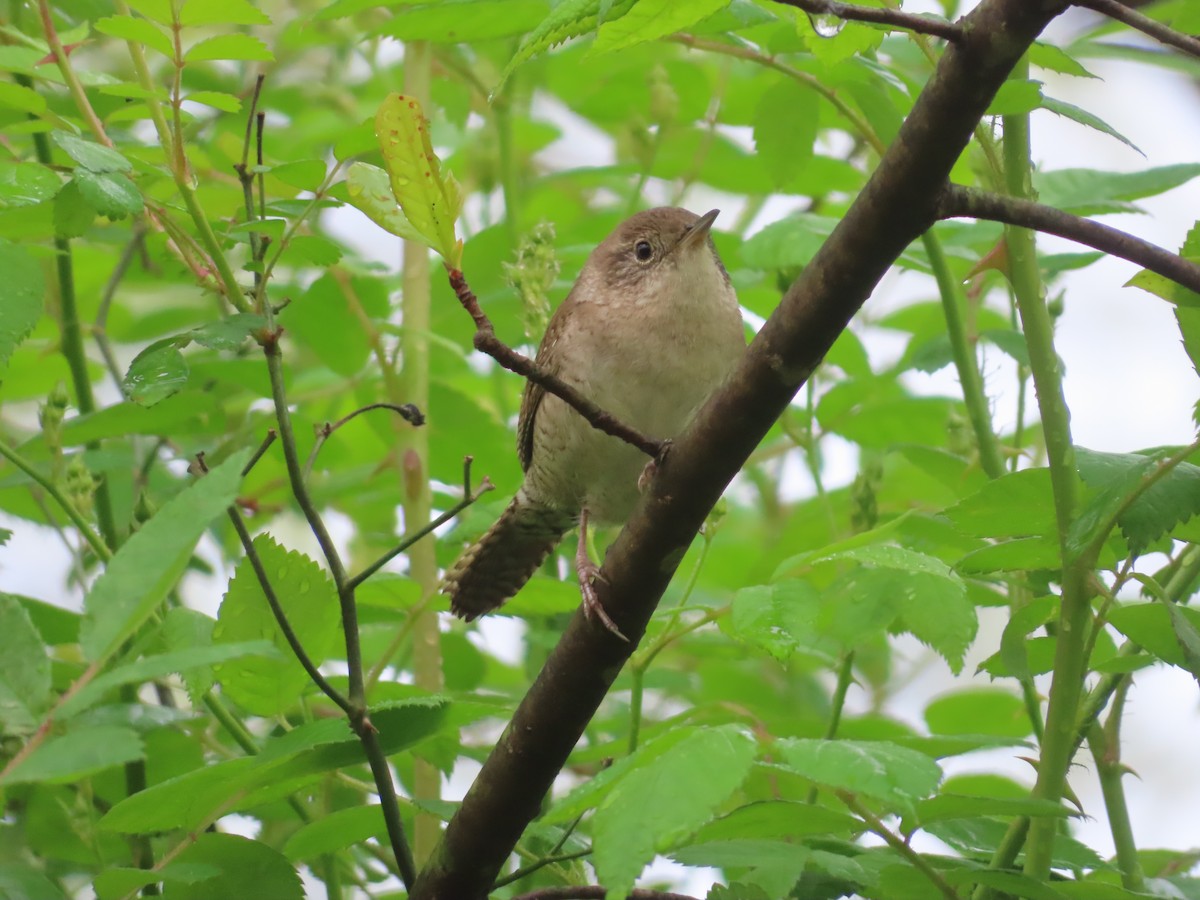 House Wren - Jaume Sastre Garriga