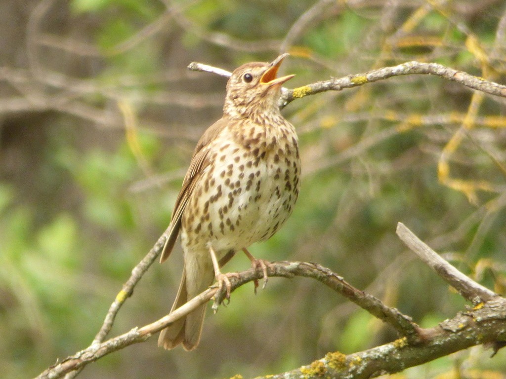 Song Thrush - Adrián Pina Hidalgo