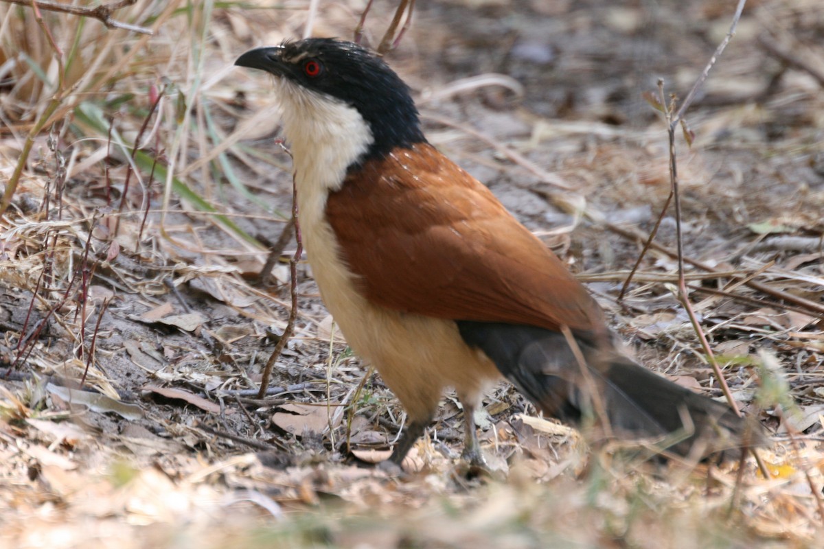 Senegal Coucal - Warren Schultze