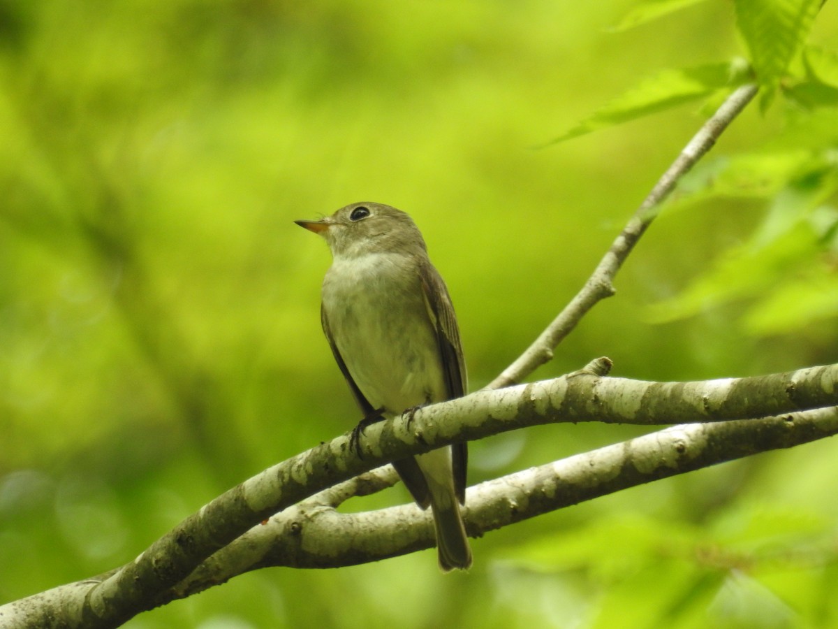 Asian Brown Flycatcher - Akihiko Sakurai