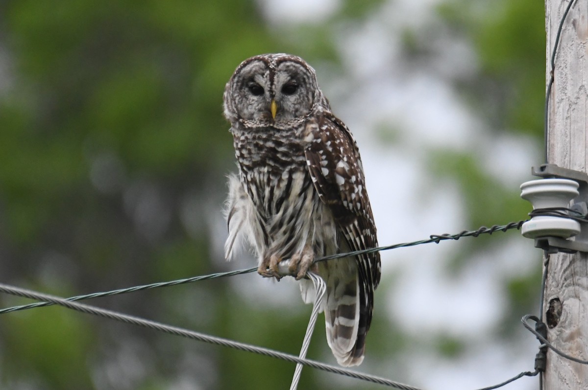 Barred Owl - Colin Dillingham