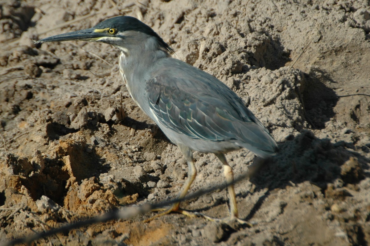 Striated Heron - Warren Schultze