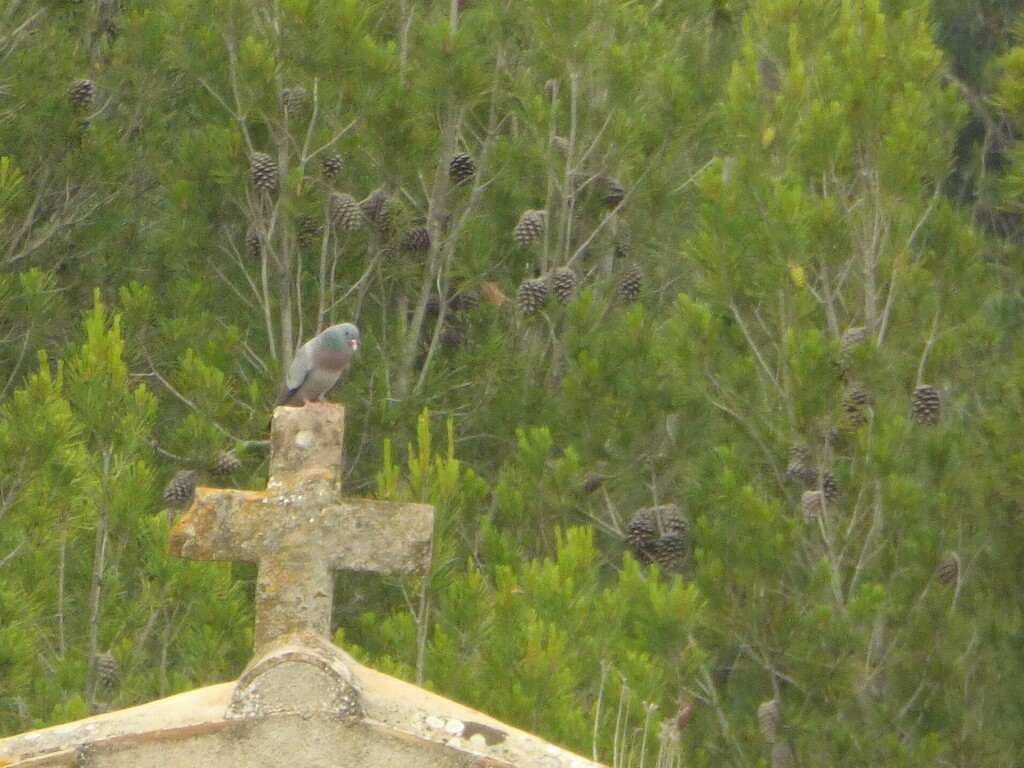 Stock Dove - Adrián Pina Hidalgo