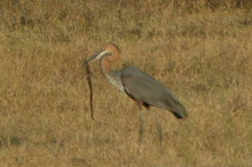 Goliath Heron - Warren Schultze