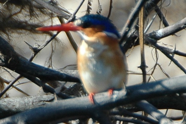 Malachite Kingfisher - Warren Schultze