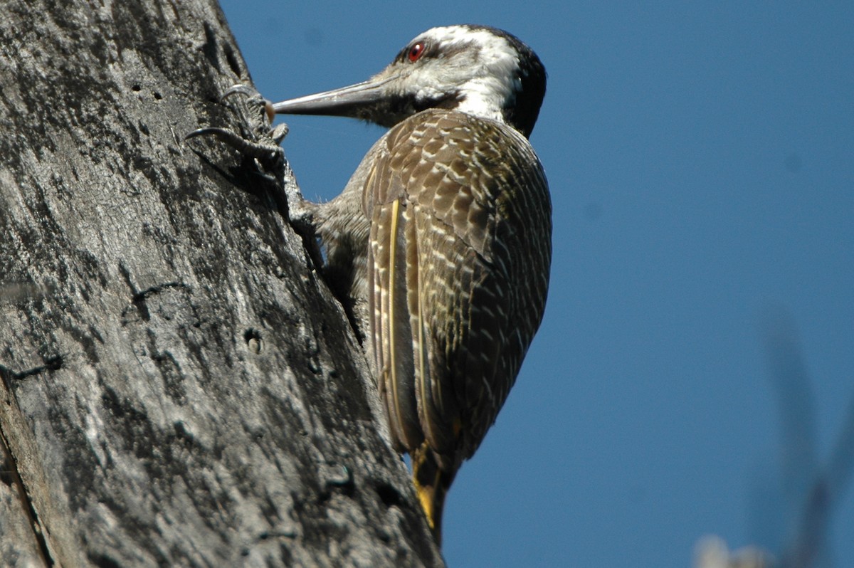 Bearded Woodpecker - Warren Schultze