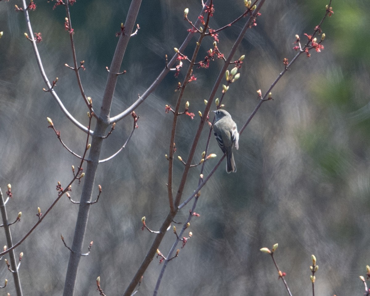 Least Flycatcher - Dorrie Holmes