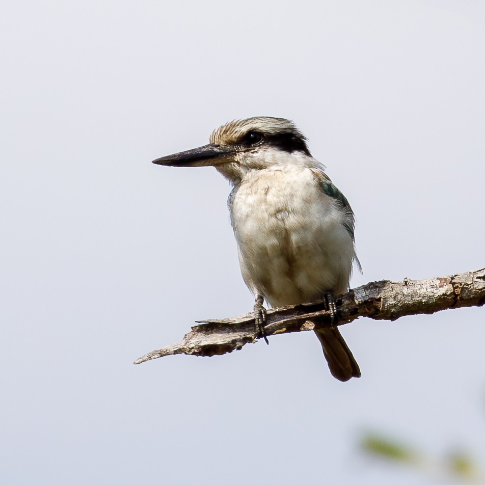 Red-backed Kingfisher - Kev Bates