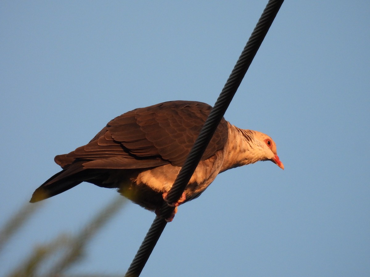 White-headed Pigeon - Chanith Wijeratne